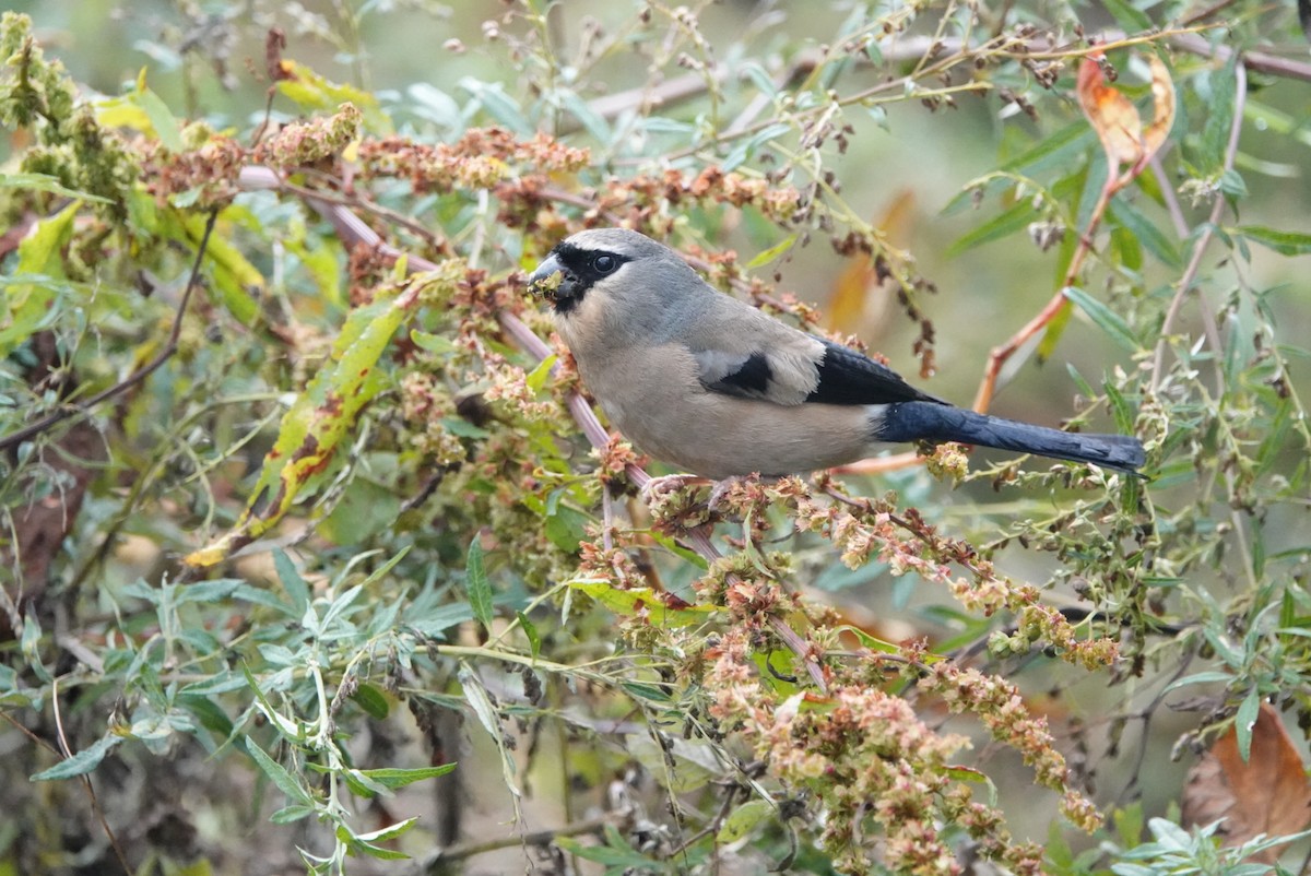 Taiwan Bullfinch - ML625557317