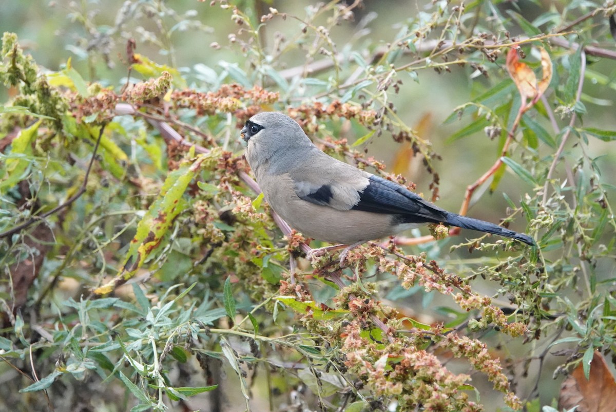 Taiwan Bullfinch - ML625557318