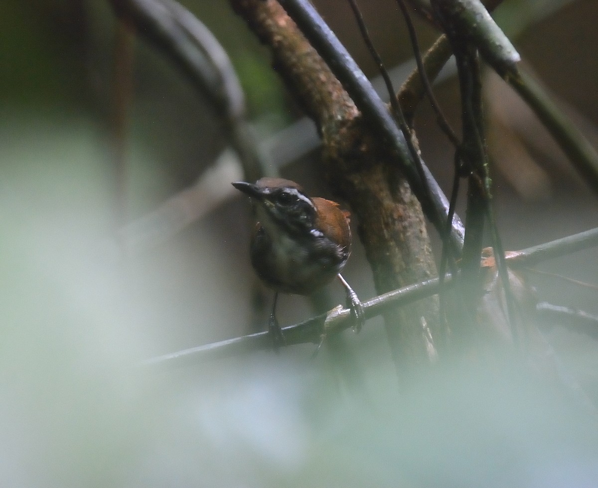 White-breasted Wood-Wren - ML625557347