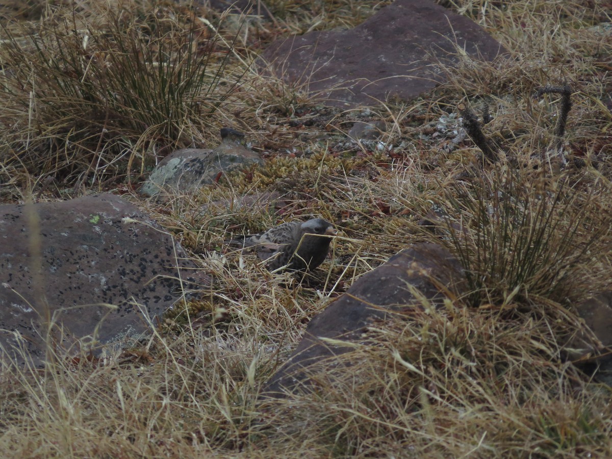 Black Rosy-Finch - ML625557605