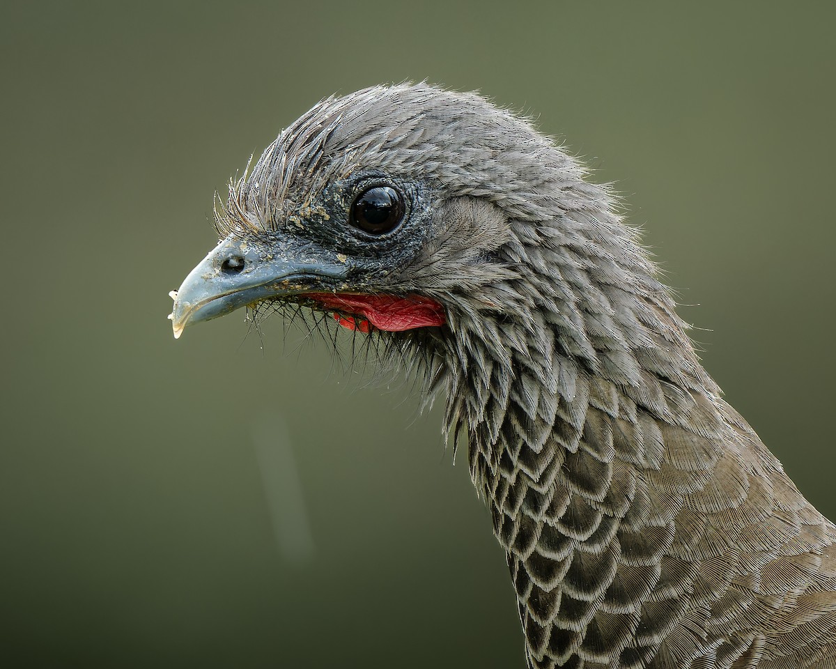 Colombian Chachalaca - ML625557609