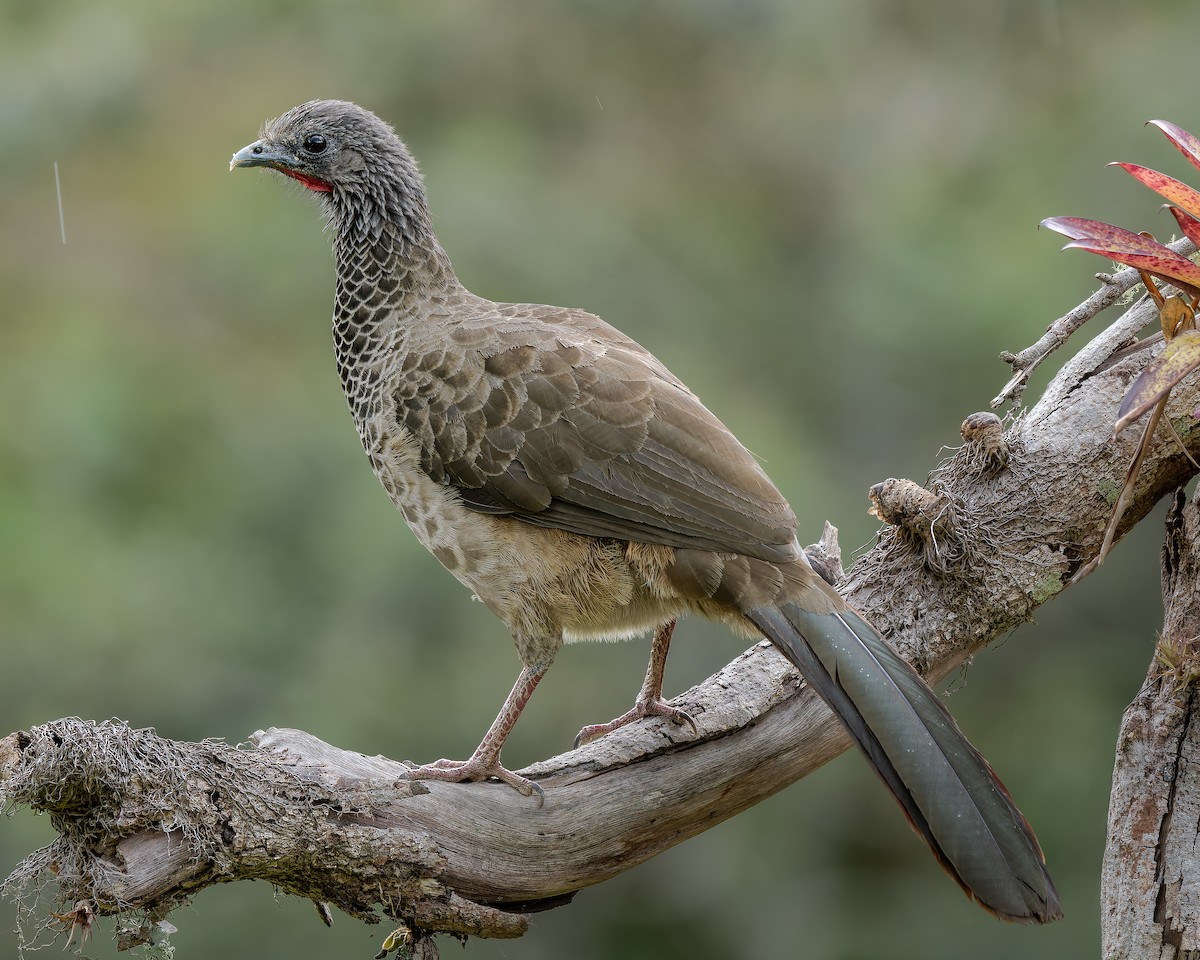 Colombian Chachalaca - ML625557611