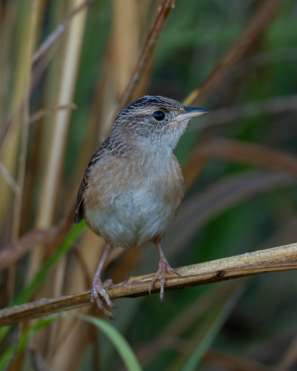 Sedge Wren - ML625557671