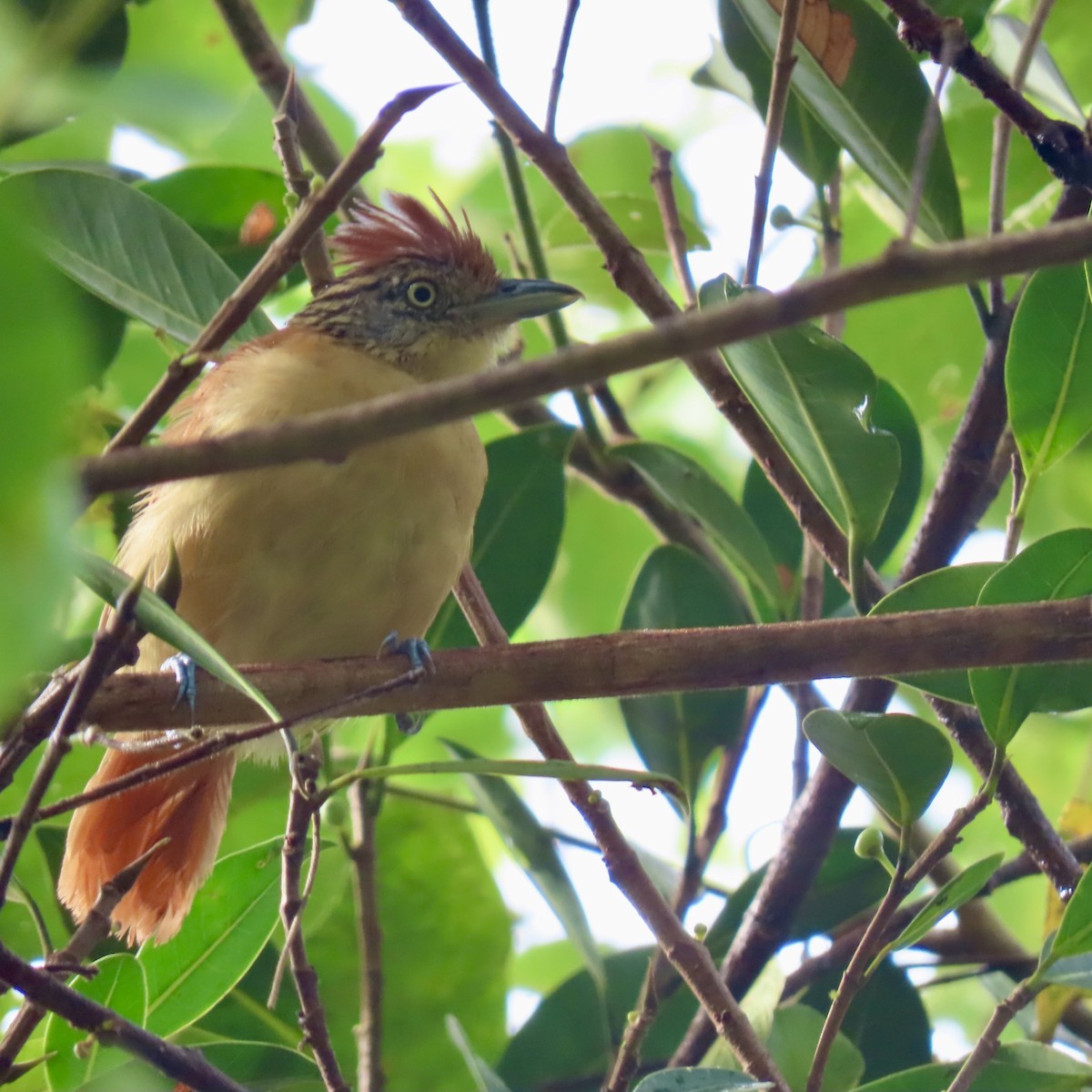 Barred Antshrike - ML625557678