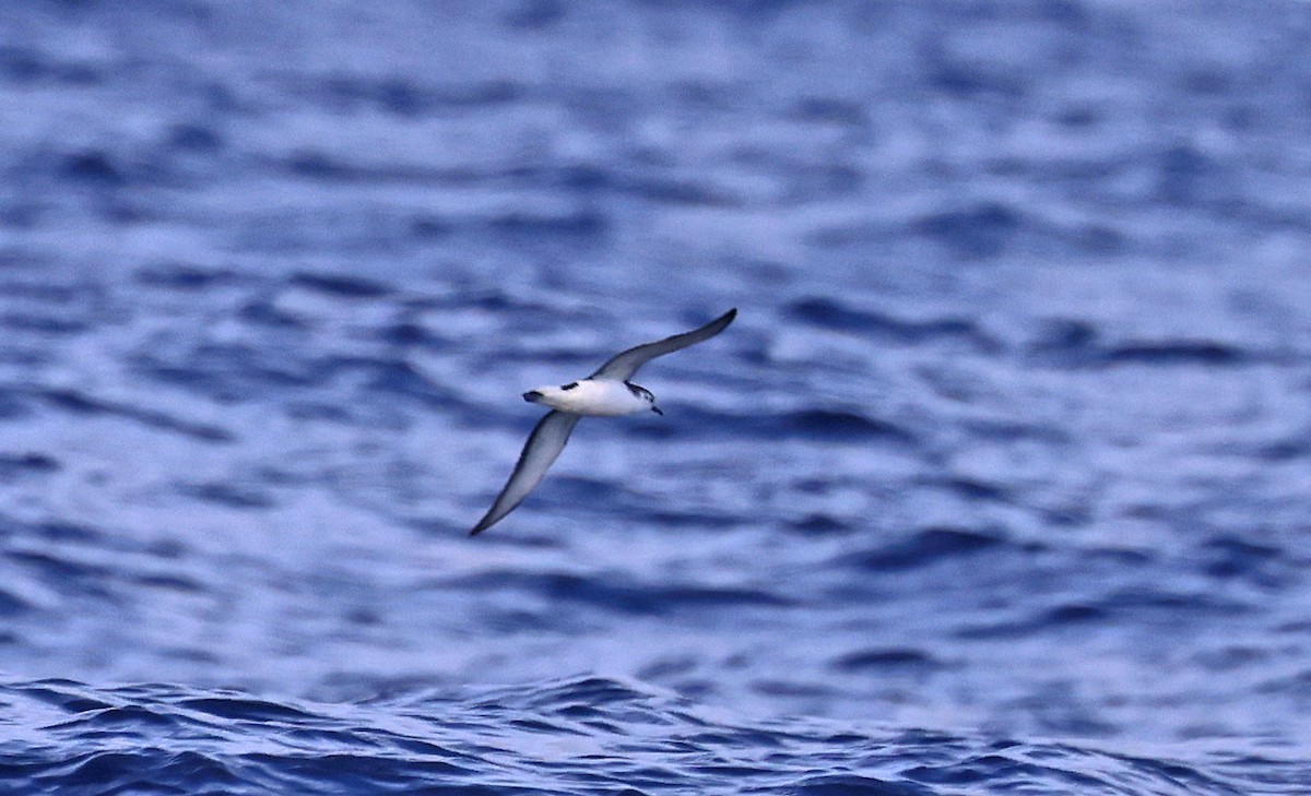 Little Shearwater - ML625557687