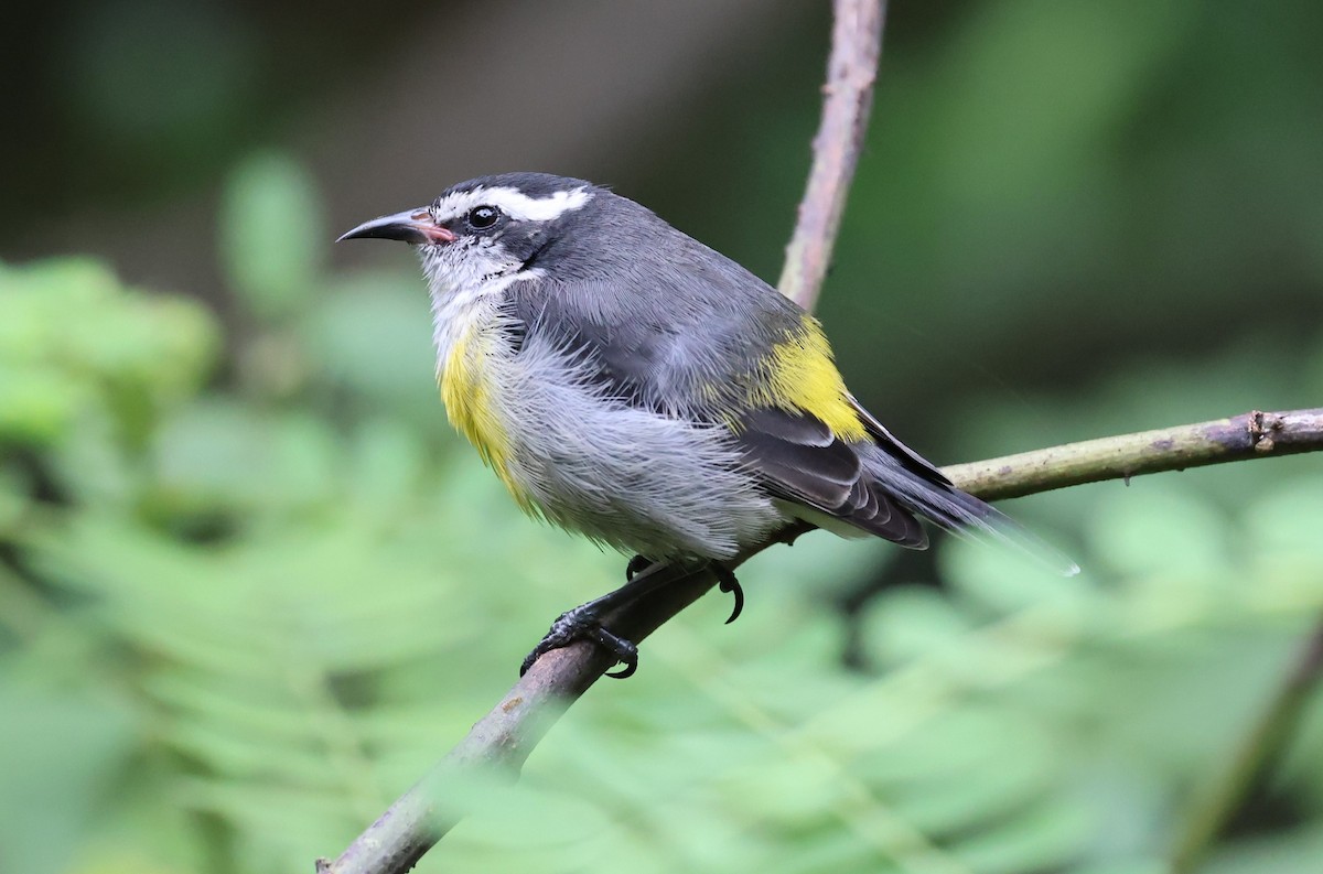 Bananaquit - ML625557690