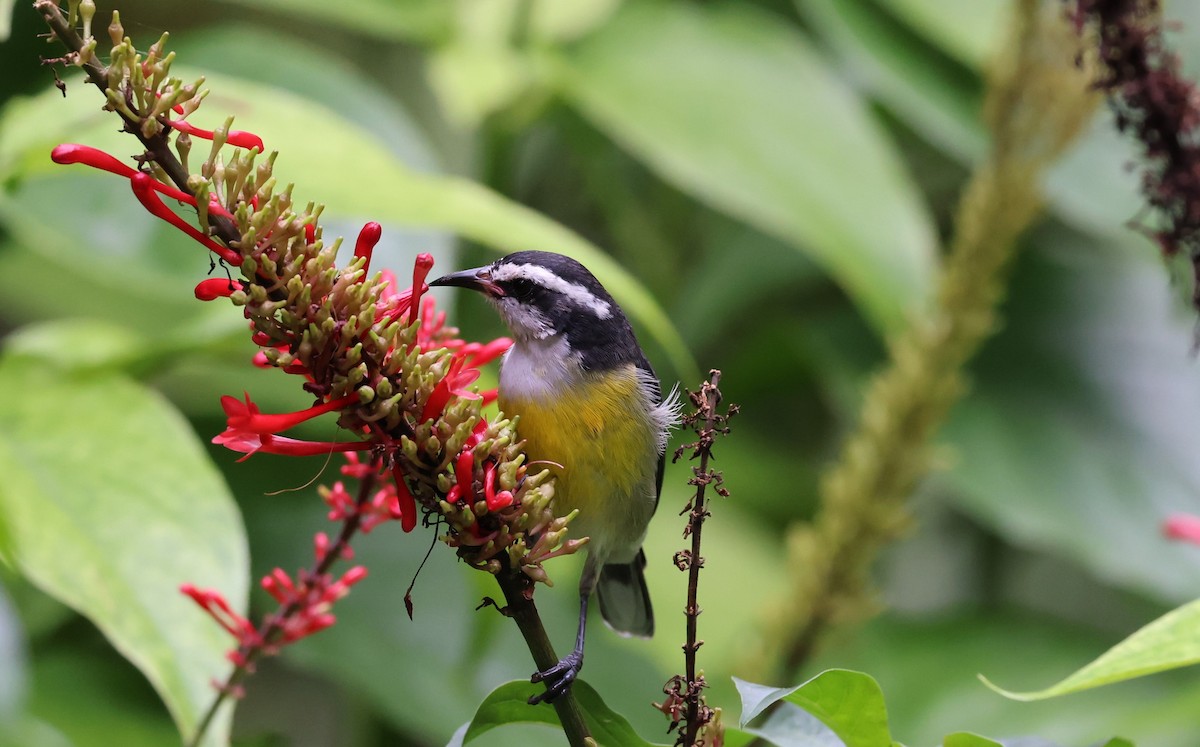 Bananaquit - ML625557691