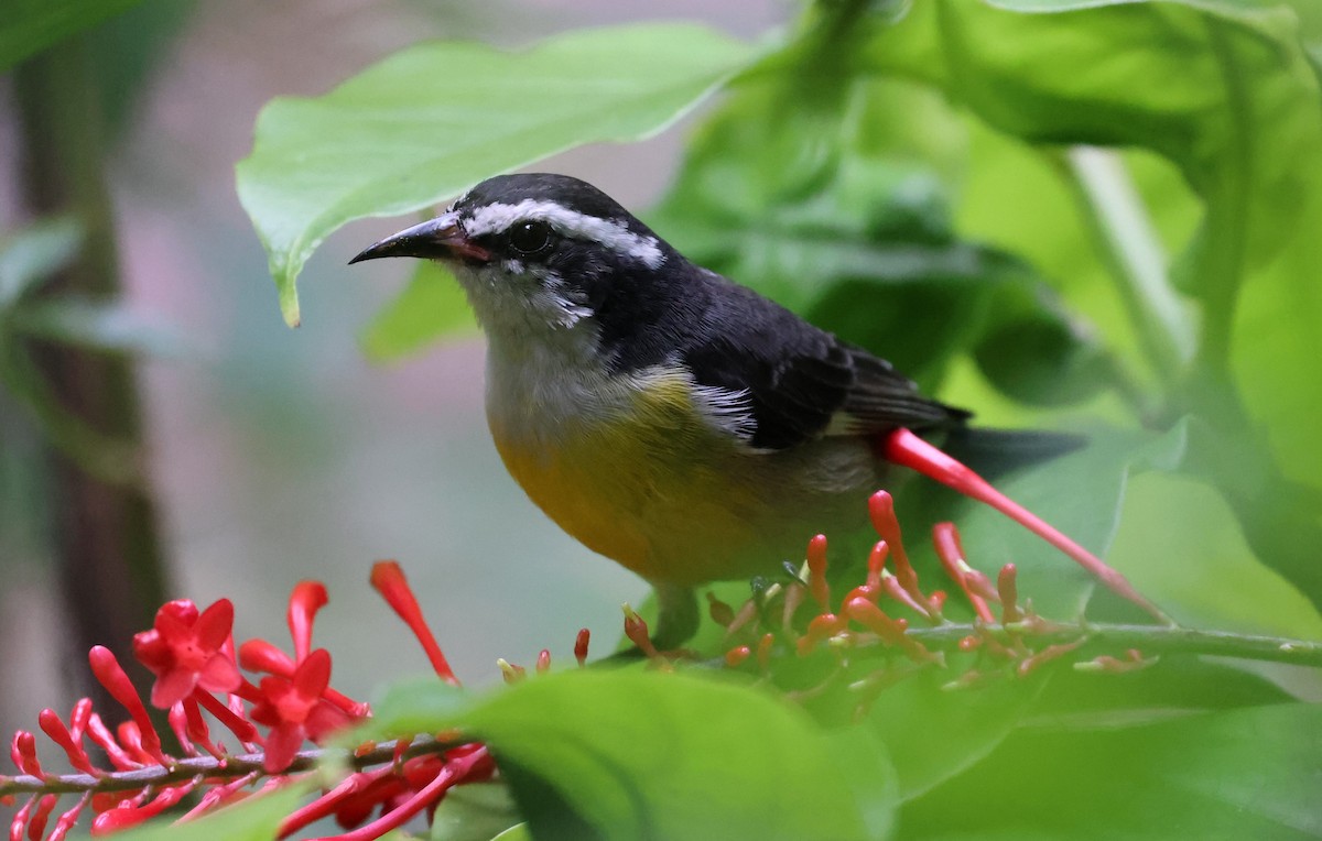 Bananaquit - ML625557692