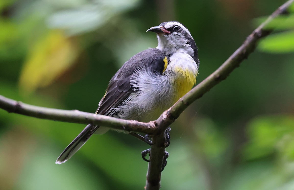 Bananaquit - ML625557693