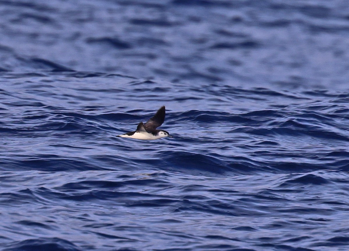 Little Shearwater - ML625557694