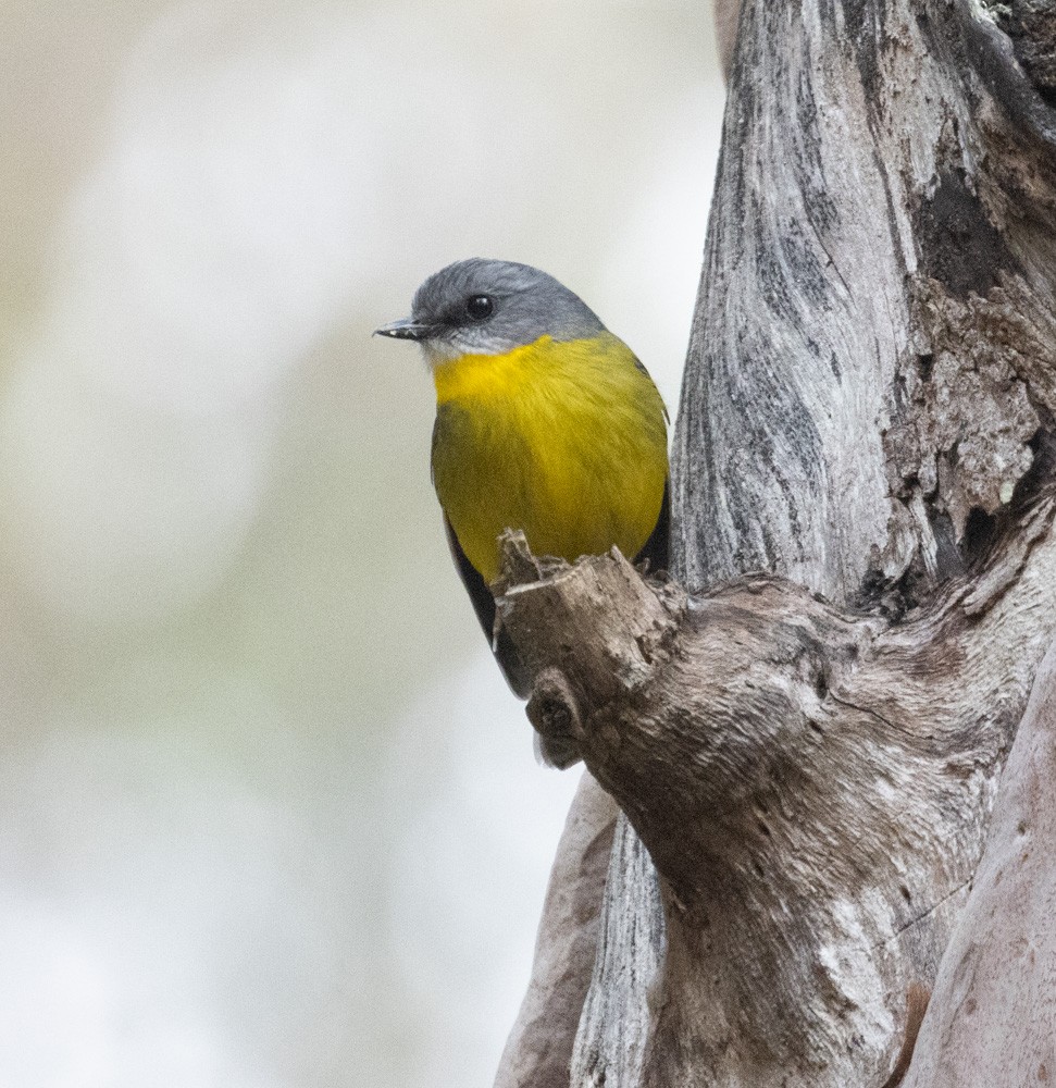 Eastern Yellow Robin - ML625557783