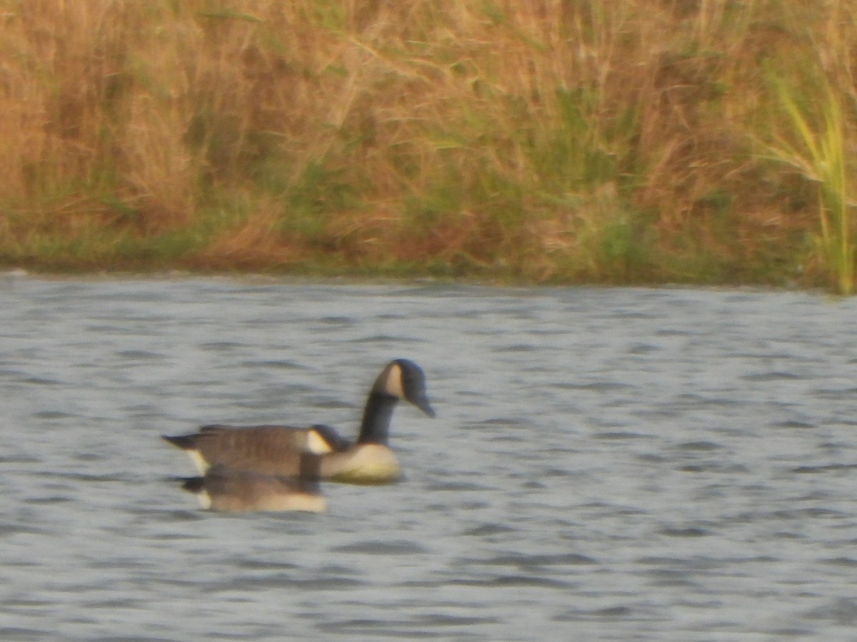 Cackling Goose (Richardson's) - Tate Putman