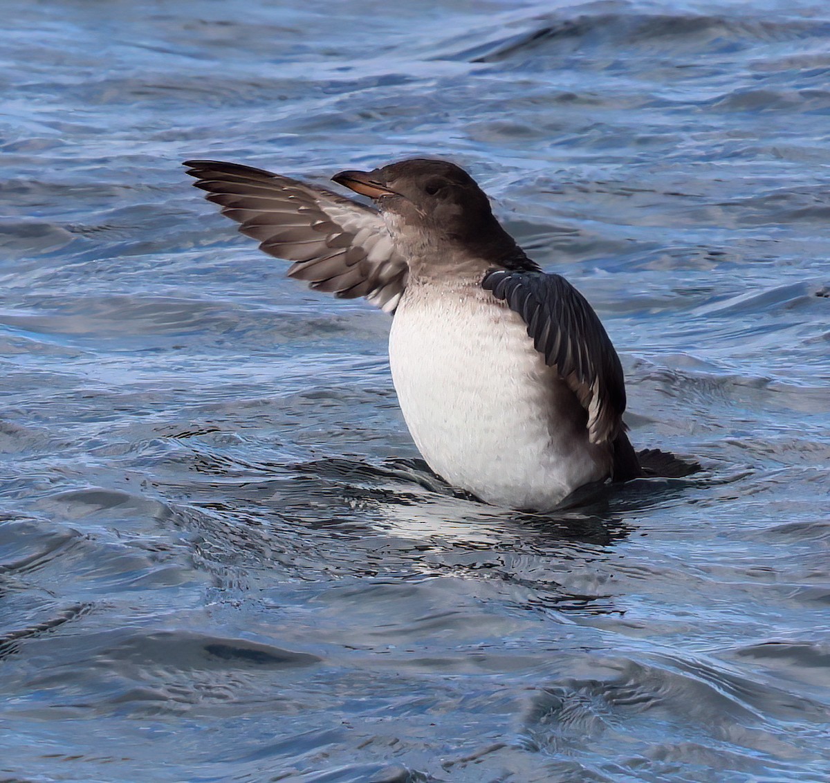 Rhinoceros Auklet - ML625557838