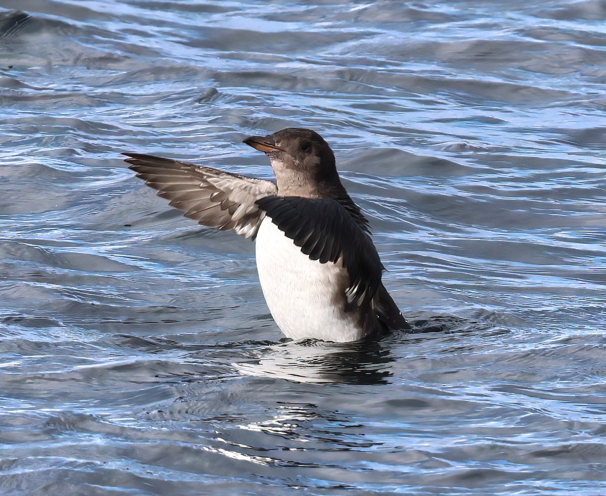 Rhinoceros Auklet - ML625557839