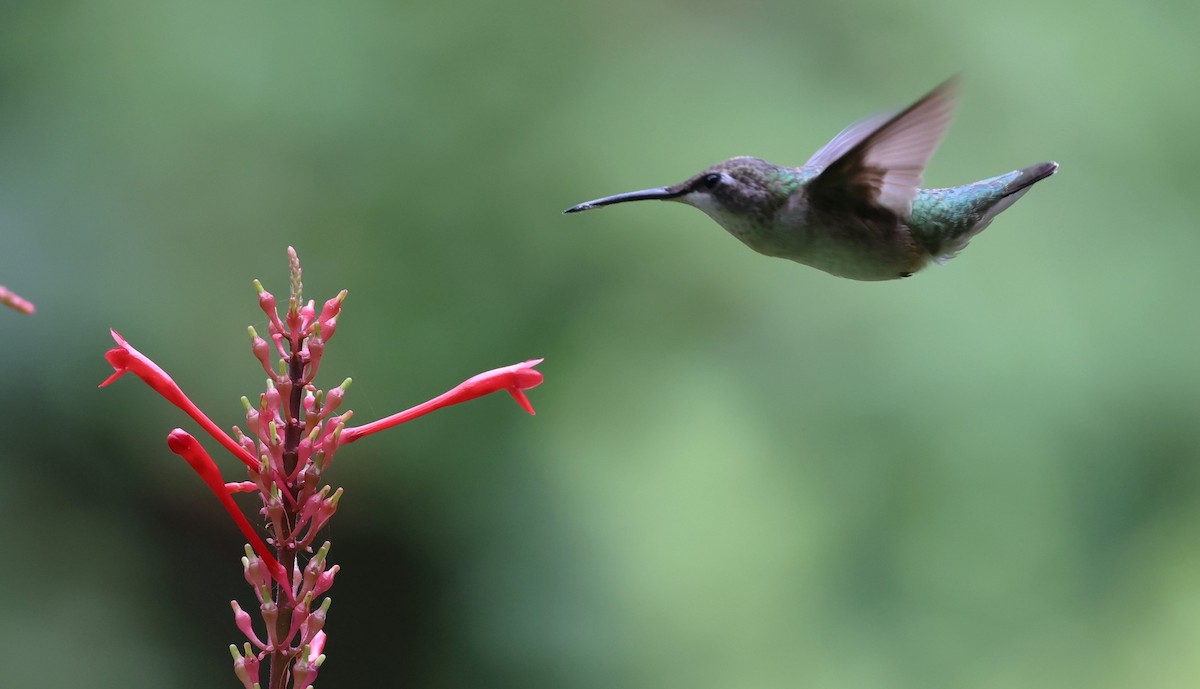 Ruby-throated Hummingbird - ML625557898