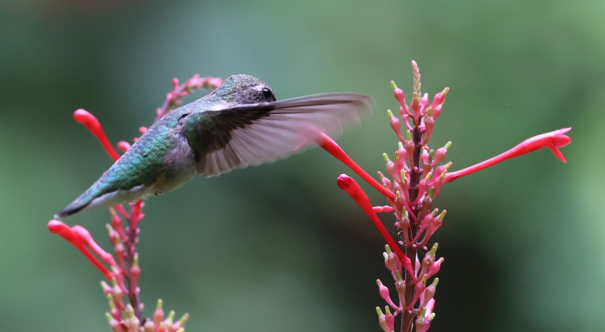 Ruby-throated Hummingbird - ML625557899