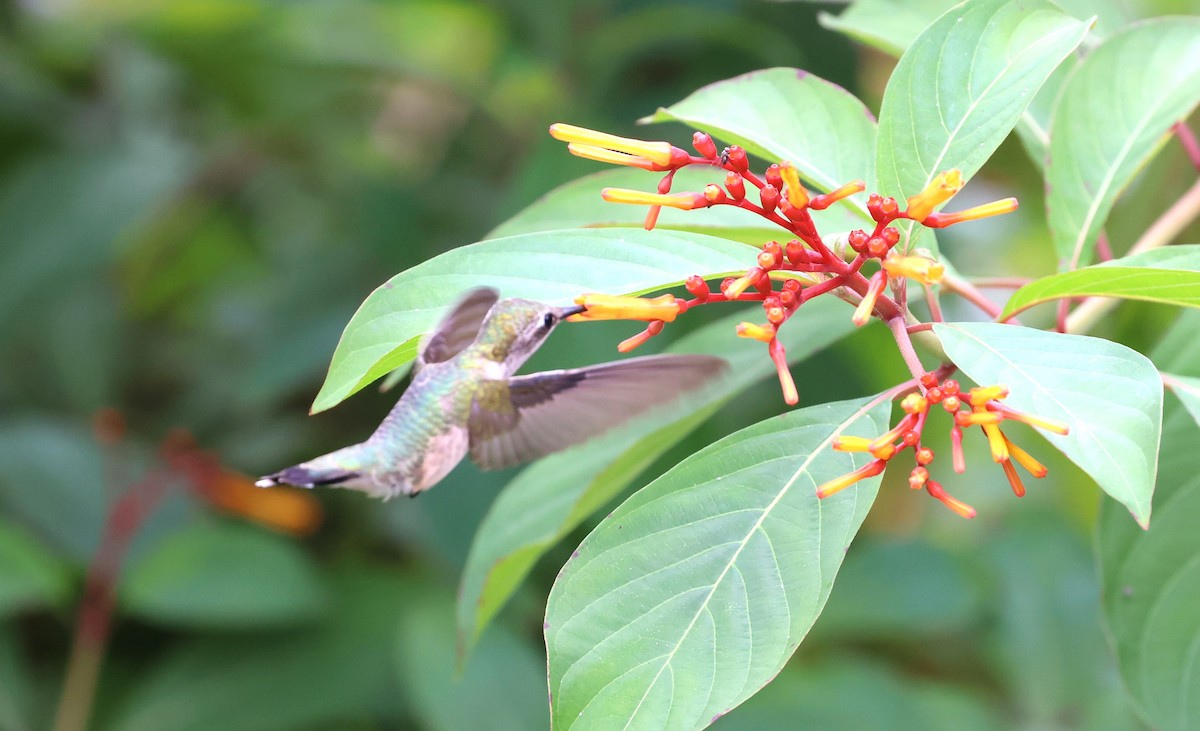 Ruby-throated Hummingbird - ML625557900