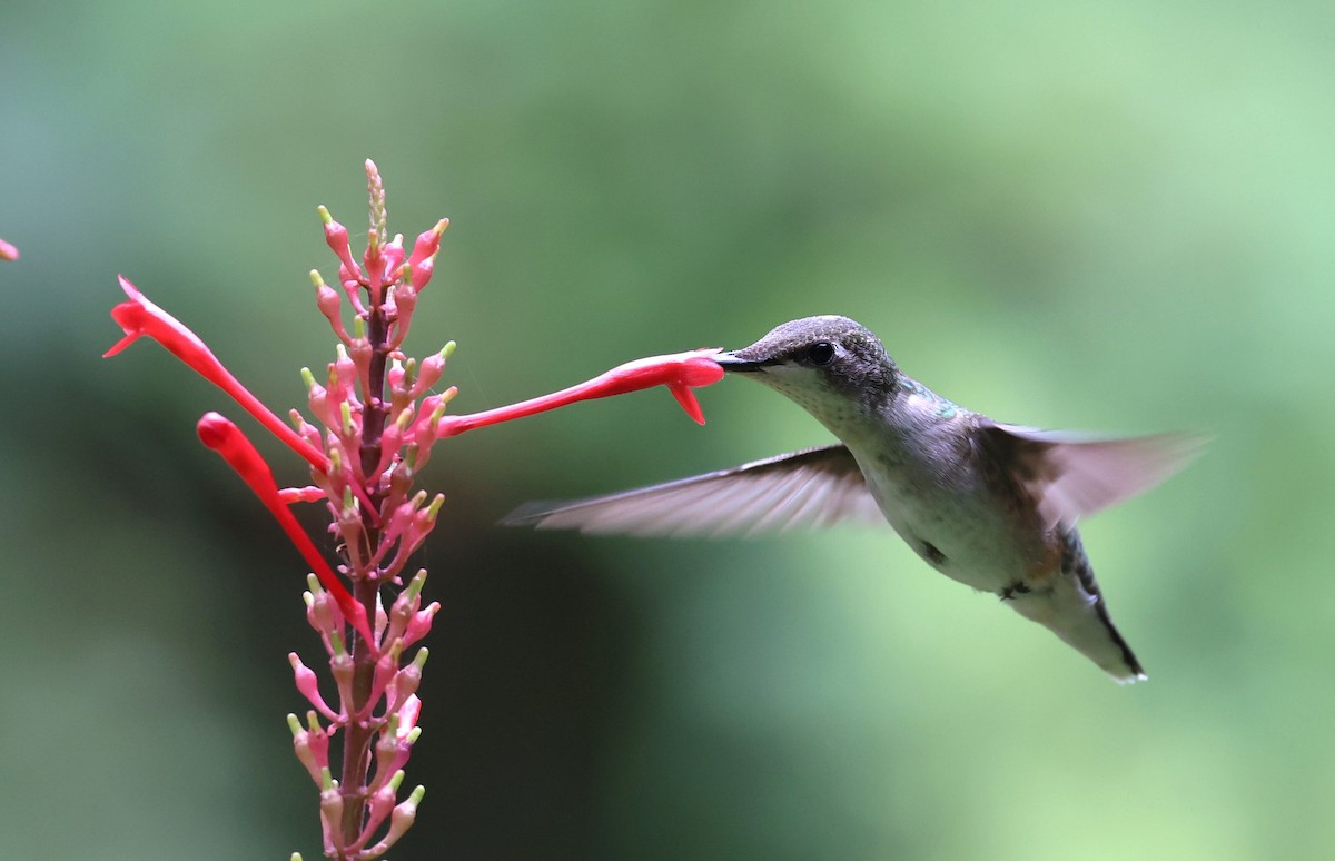 Ruby-throated Hummingbird - ML625557901