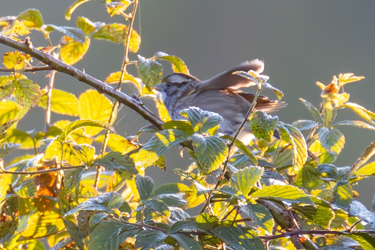 White-throated Sparrow - James Davis