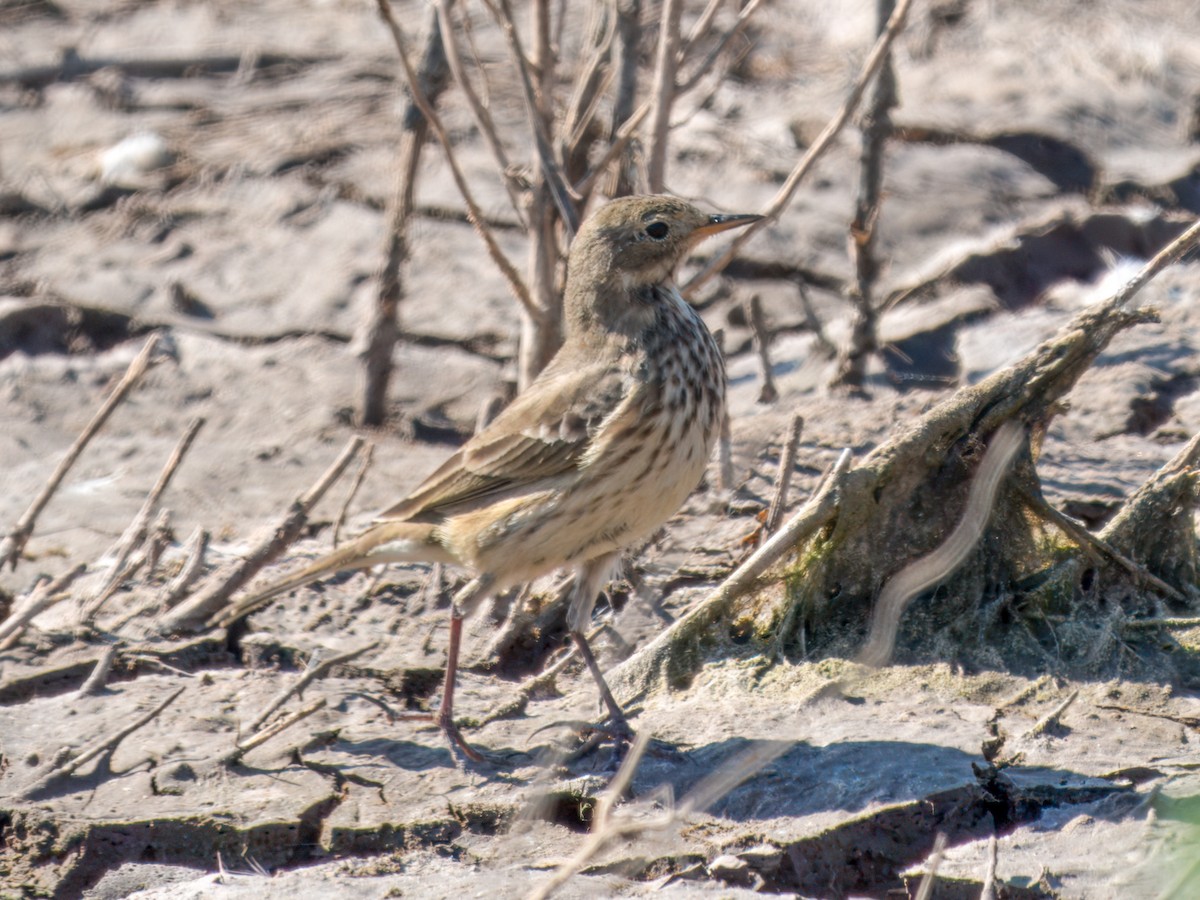American Pipit - ML625558027