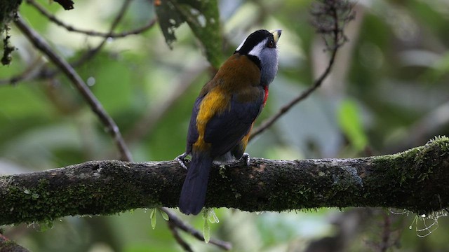Toucan Barbet - ML625558093