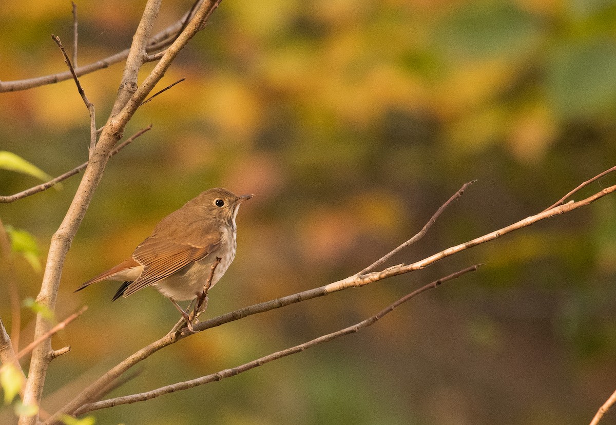 Hermit Thrush - ML625558103