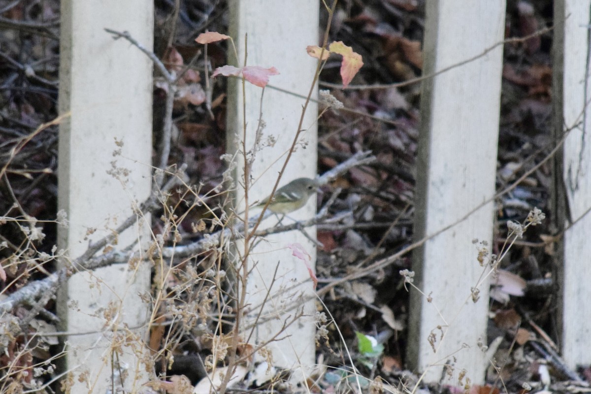 eikevireo - ML625558255