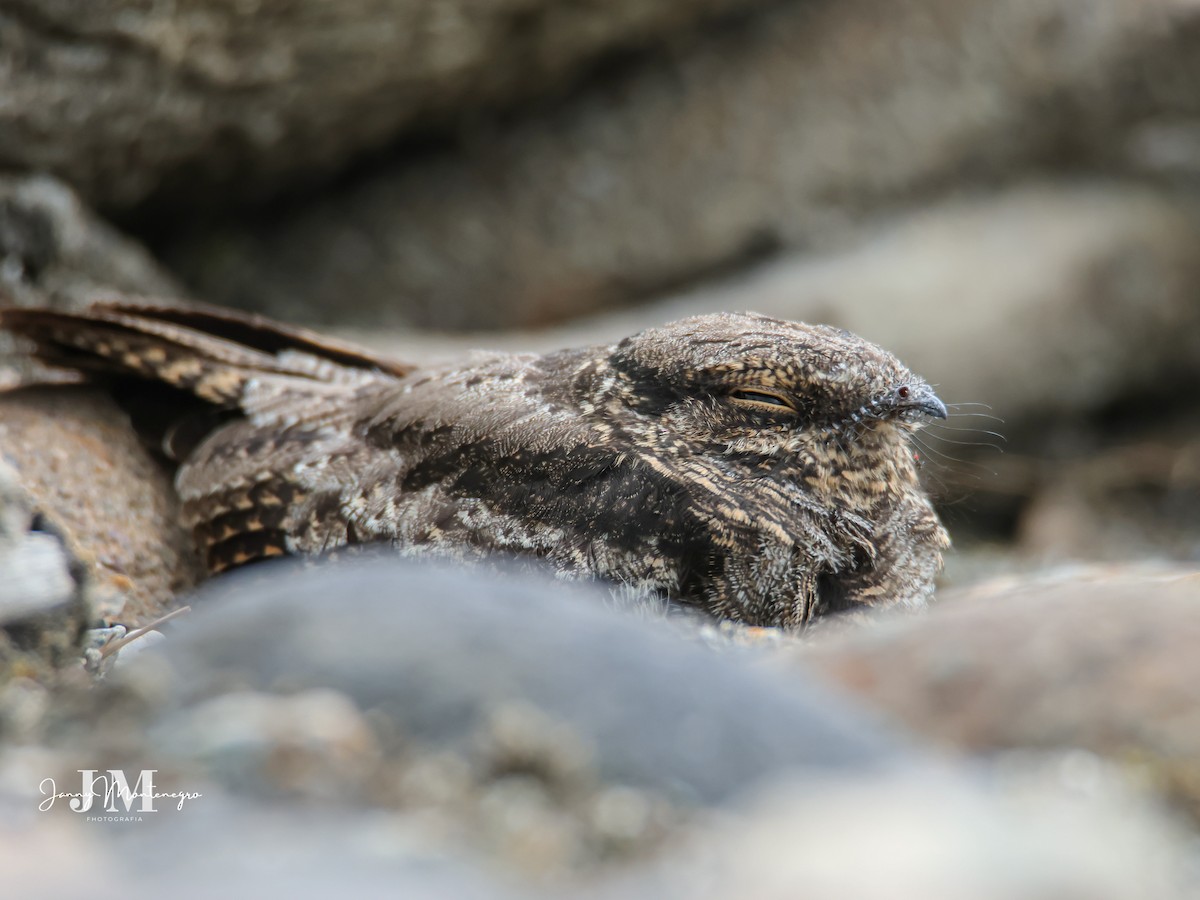 Ladder-tailed Nightjar - ML625558263