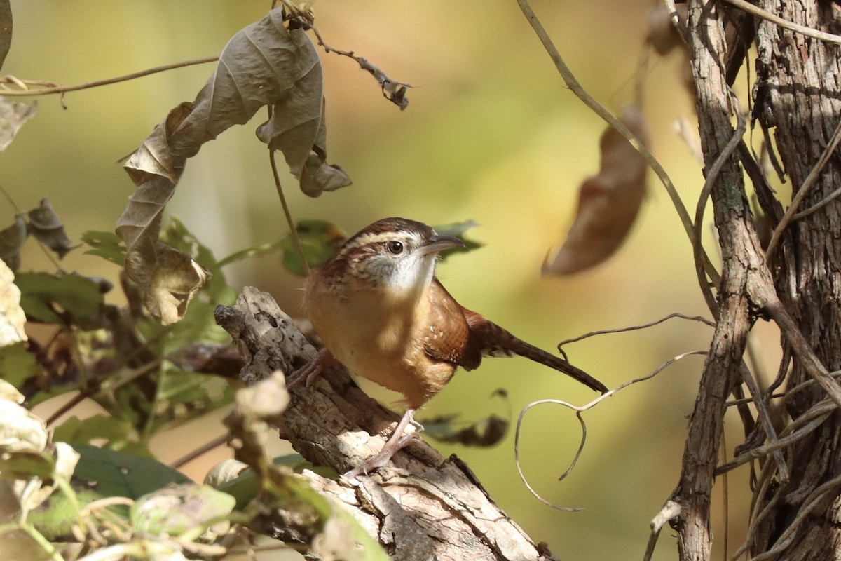 Carolina Wren - ML625558296