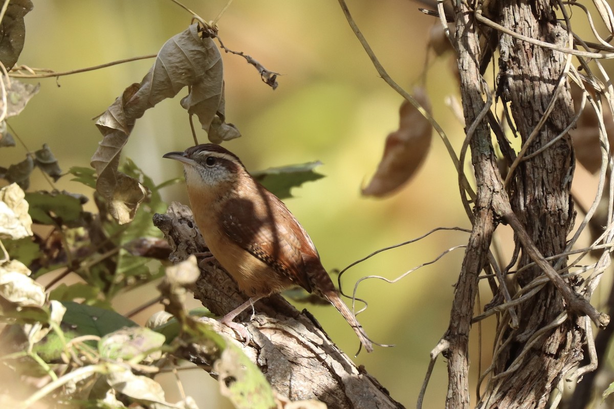 Carolina Wren - Fred Grenier