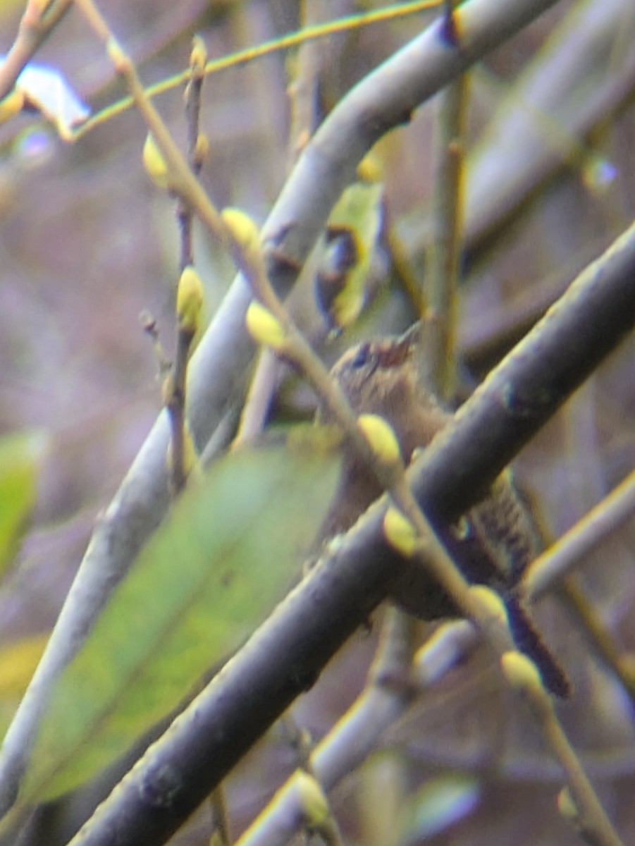 Pacific Wren - ML625558318