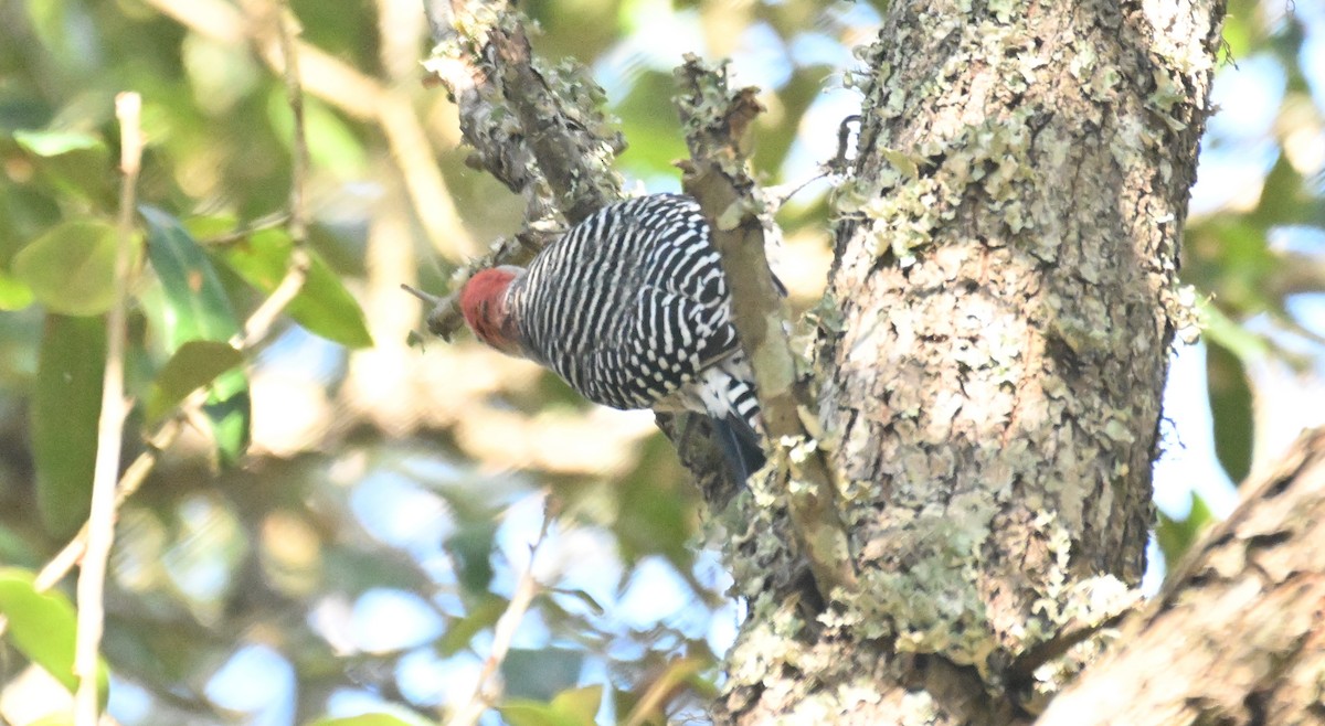 Red-bellied Woodpecker - ML625558324