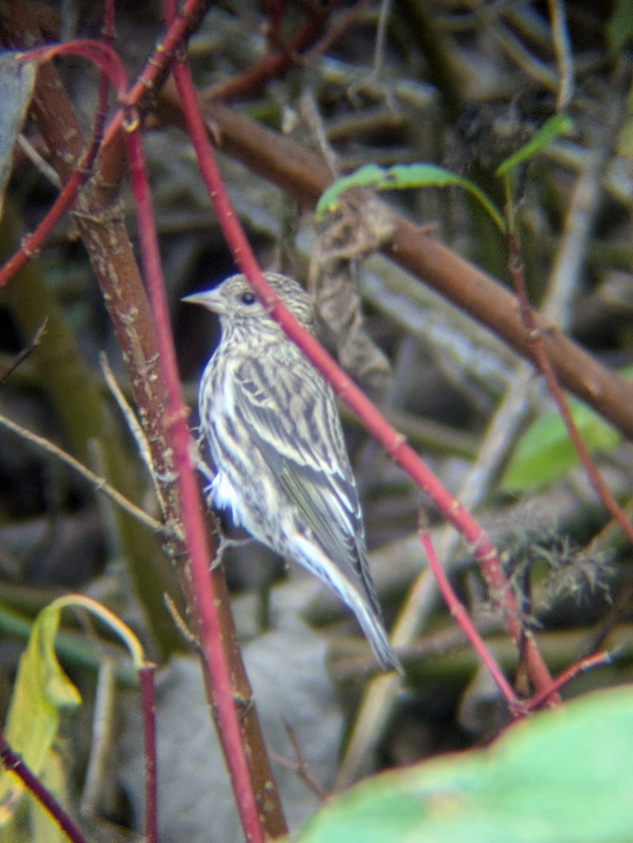 Pine Siskin - ML625558325