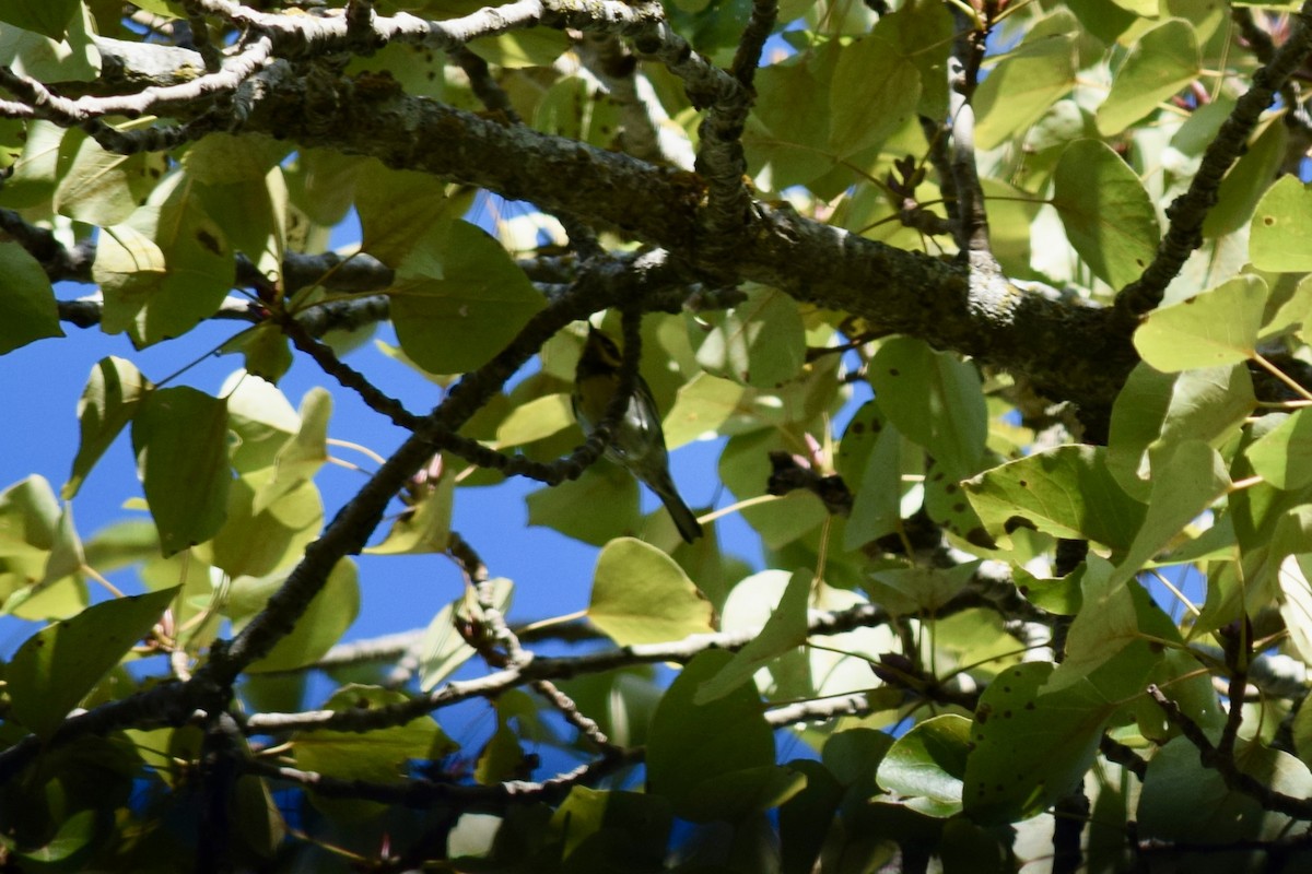 granparula - ML625558327