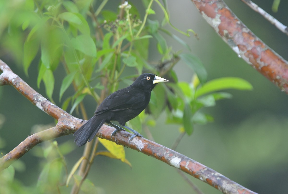 Yellow-billed Cacique - ML625558337