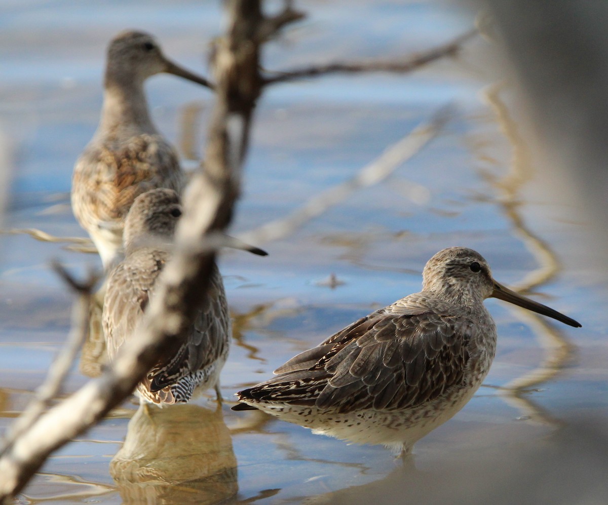 Short-billed Dowitcher - ML625558412