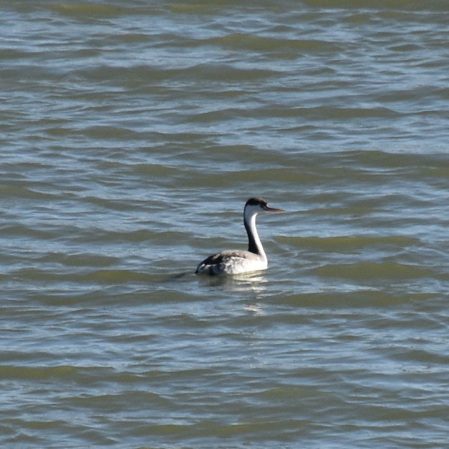 Clark's Grebe - ML625558416