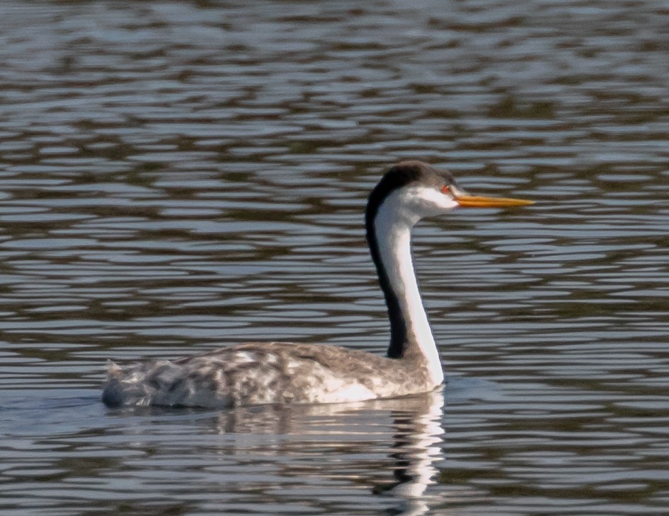 Clark's Grebe - ML625558447