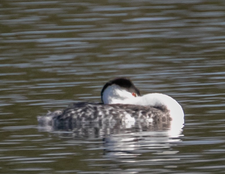 Clark's Grebe - ML625558448