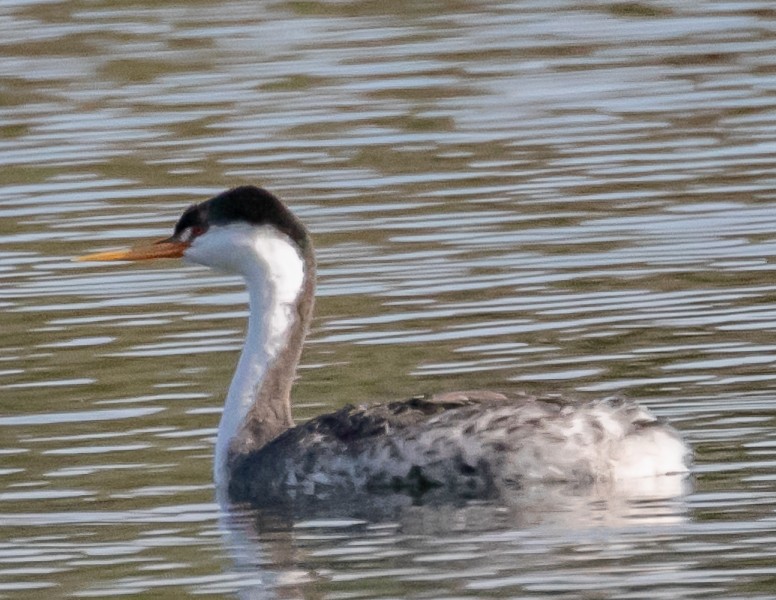 Clark's Grebe - ML625558449