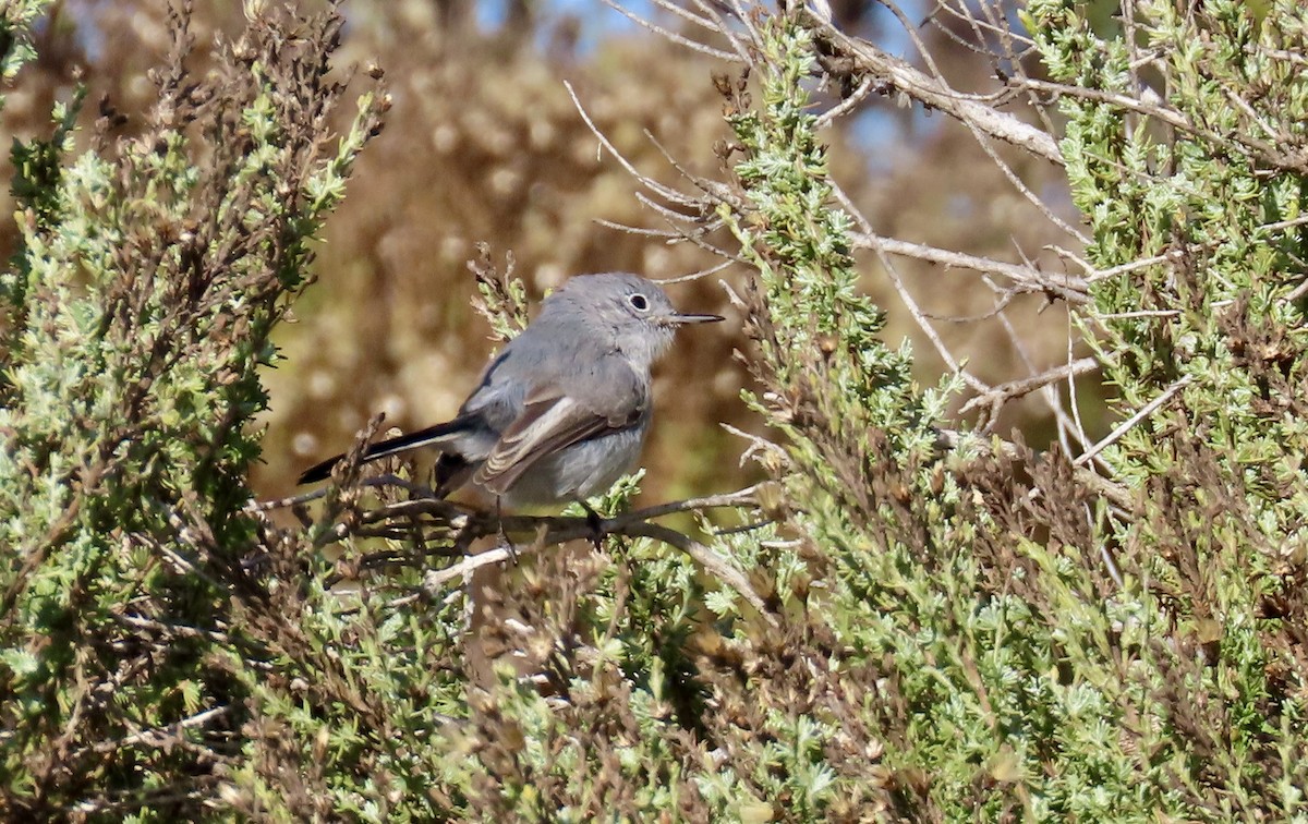 Blue-gray Gnatcatcher - Petra Clayton