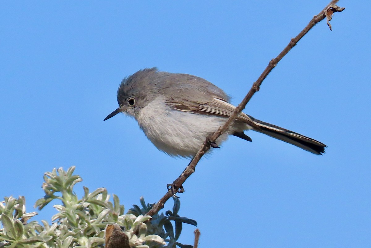 Blue-gray Gnatcatcher - ML625558495