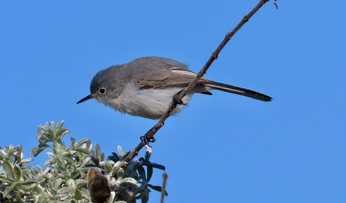 Blue-gray Gnatcatcher - ML625558498