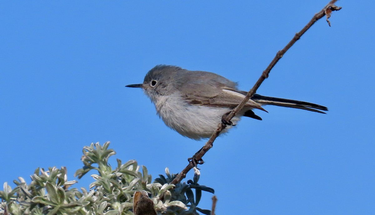 Blue-gray Gnatcatcher - ML625558500