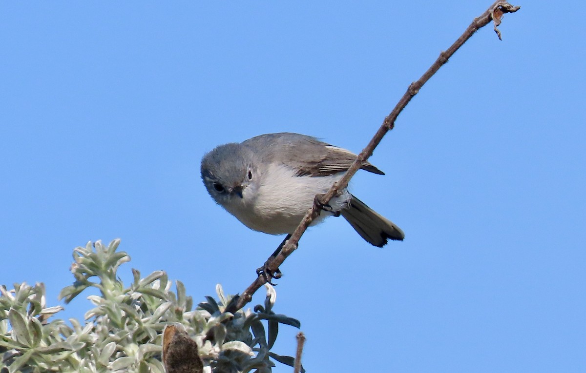 Blue-gray Gnatcatcher - ML625558501