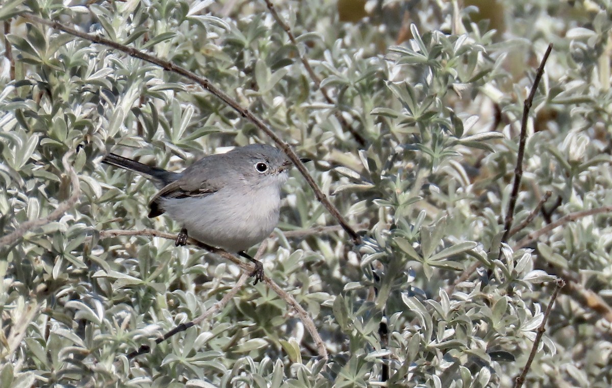 Blue-gray Gnatcatcher - ML625558504