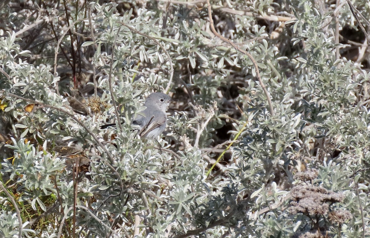 Blue-gray Gnatcatcher - ML625558505