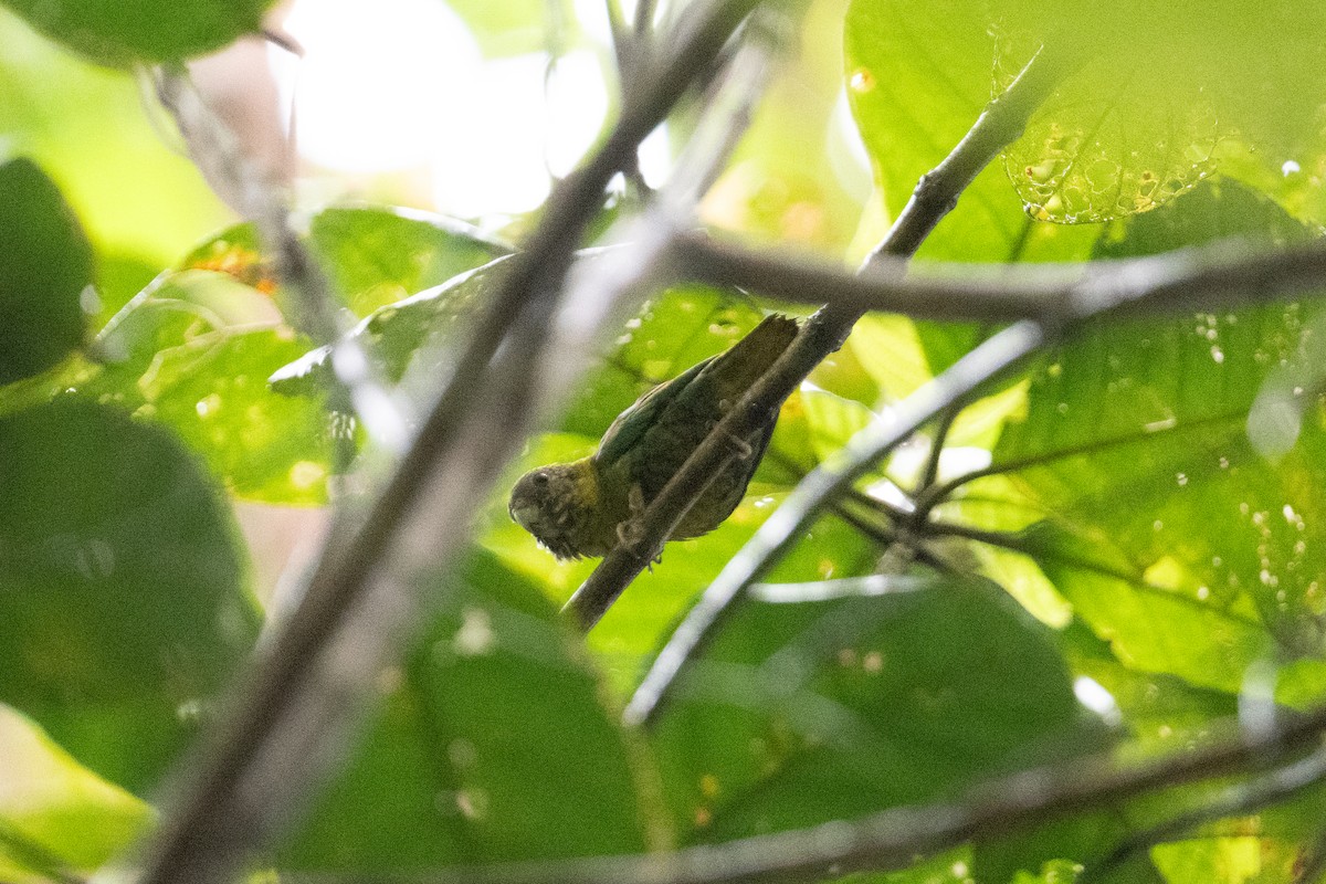 Meek's Pygmy-Parrot - ML625558506