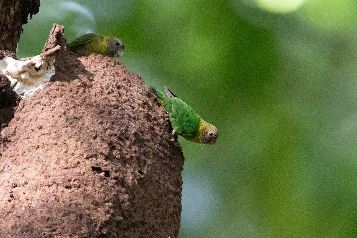 Meek's Pygmy-Parrot - ML625558510