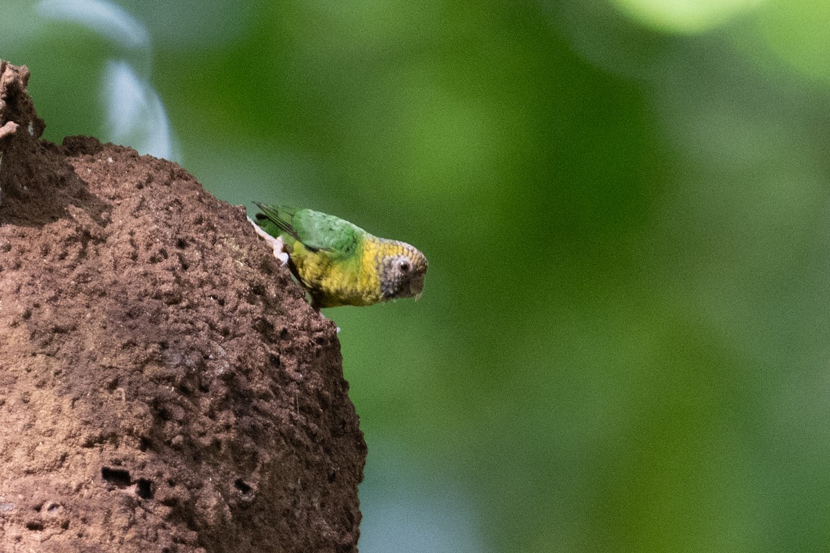 Meek's Pygmy-Parrot - ML625558513